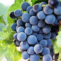 Image result for Sour Grapes Expression