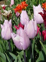 Image result for Triumph Tulips