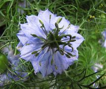 Image result for Blue Flower On Tree in UK