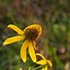 Image result for Fall Blooming Yellow Flowers