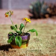 Image result for Balsam Fir Potted