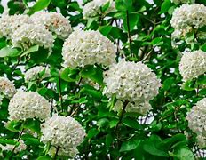 Image result for Viburnum Berry