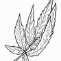 Image result for Coloring Picture of Leaf