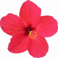 Image result for Hibiscus Shape