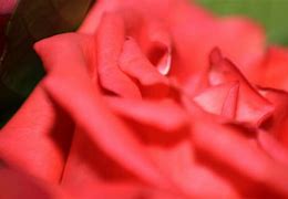 Image result for RGB Theme Background Rose