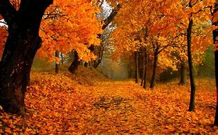 Image result for Fall Foliage Graphics