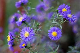 Image result for August Birth Flower