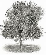 Image result for Apple Tree Clip Art Free