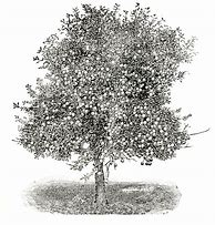 Image result for Apple Tree Images. Free