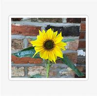 Image result for Dollar Tree Sunflower Stickers