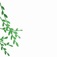 Image result for Willow Branch Leaf Wilson