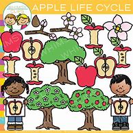 Image result for Apple Life Cycle Clip Art