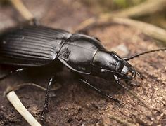 Image result for 1 Inch Black Beetle