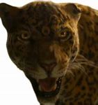 Image result for Jaguar Graphics