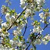 Image result for Cherry Blossom Tree Bark