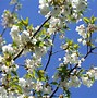 Image result for Cherry Blossom Tree Not Blooming