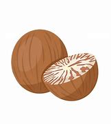 Image result for Areca Nut Vector