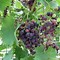 Image result for Vitis Vinifera