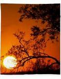 Image result for Silhouette of Trees Landscape