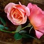 Image result for High Resolution Roses