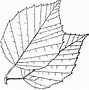 Image result for Aspen Leaf Clip Art