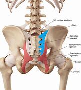 Image result for Lower Back Pain Sacroiliac Joint