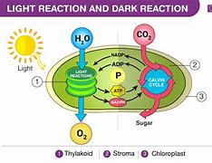 Image result for Reaction to Bright Light