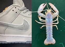 Image result for White Lobster