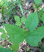 Image result for Poison Ivy Vine Growing Up a Tree