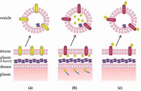 Image result for Isolated Membrane Vesicles