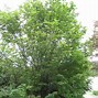 Image result for Sugar Maple Tree Canada