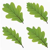 Image result for Oak Tree Leaf Clip Art