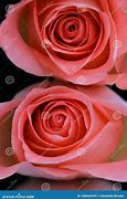 Image result for Coral Colored Roses