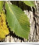 Image result for Elm Leaf Golden Rod