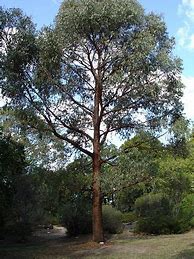 Image result for Eucalyptus Nursery