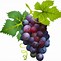 Image result for Grapes Clip Art Free Download