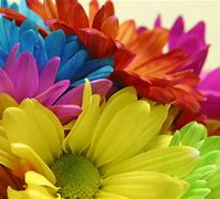 Image result for Bright Colored Flowers