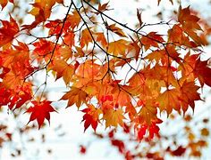 Image result for Autumn Leaves Branch