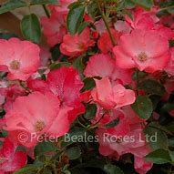 Image result for Coral Carpent Roses