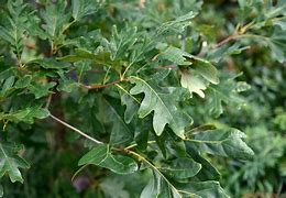 Image result for Oregon White Oak Planting