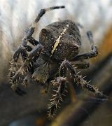 Image result for Cat-Faced Orb Weaver Spider