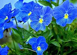 Image result for Teal Blue Flowers