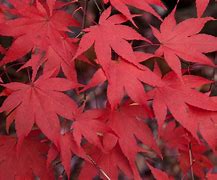 Image result for Birch Tree Leaves Images