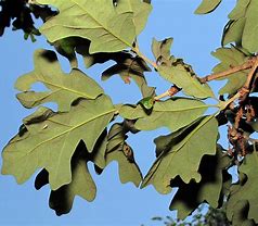 Image result for Post Oak Leaf Designs