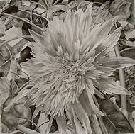 Image result for Brown Flower Drawing