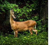 Image result for Deer Eating Peppers