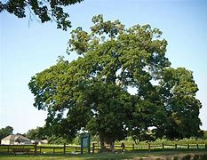 Image result for Sugar Maple Tree Canada