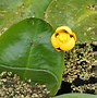 Image result for Round Lily Pond