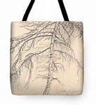 Image result for Larch Tree Clip Art