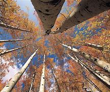 Image result for Aspen Grove Phone Wallpaper